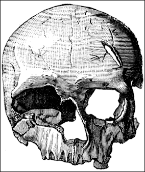 20120206-Cro-Magnon-female Skull 2.png